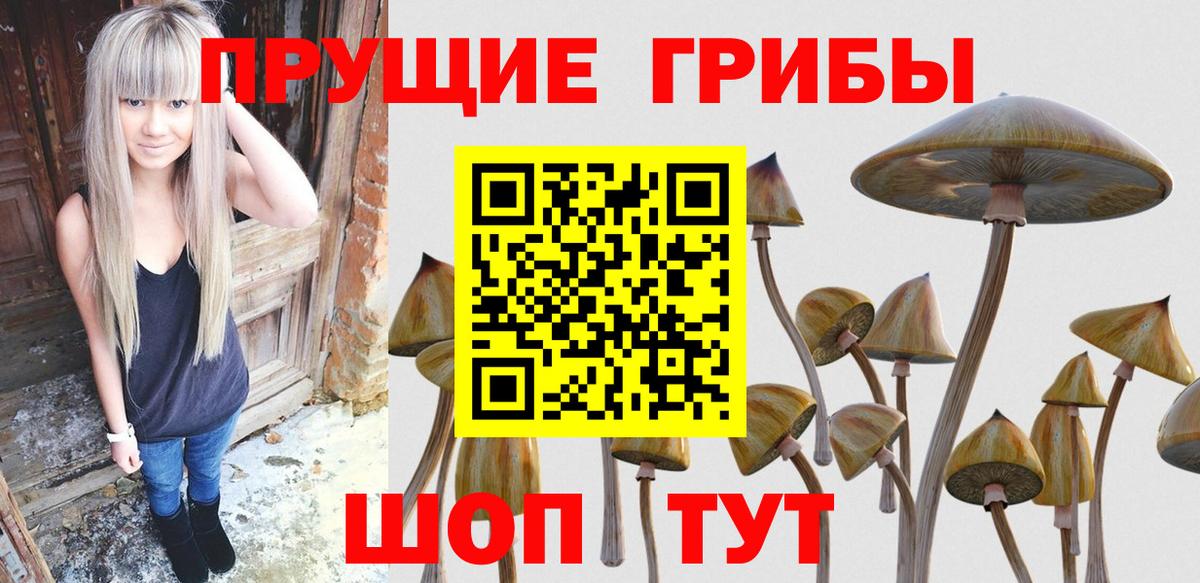 Псилоцибиновые грибы Cubensis  Вход с VPN  Обнинск 